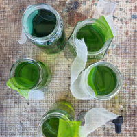 The Parisian Woman Lime Green Scrunchie